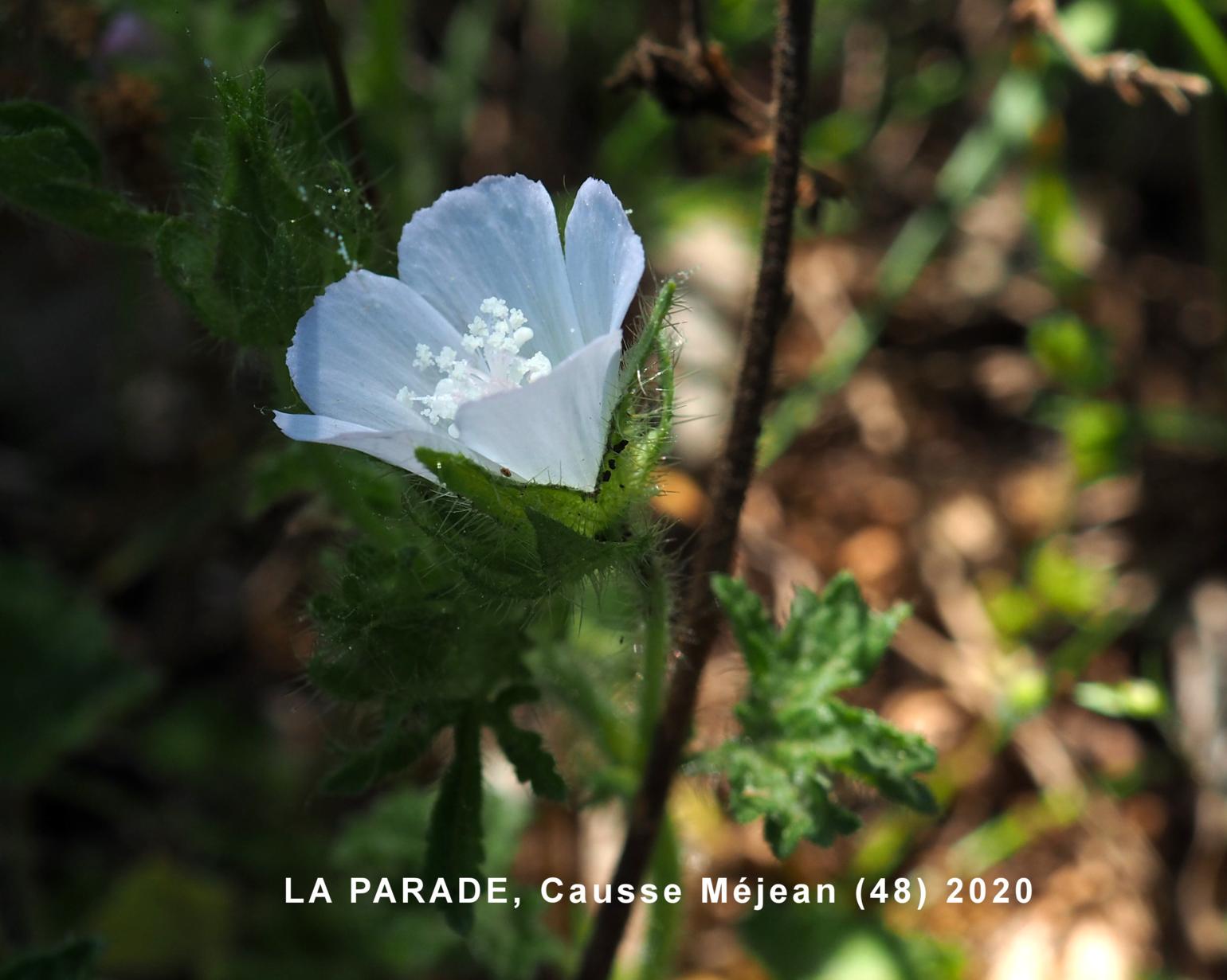 Mallow, Hairy